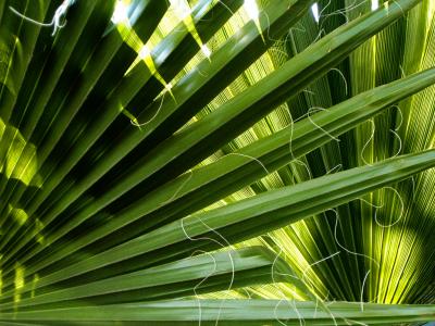 Palm Blades
