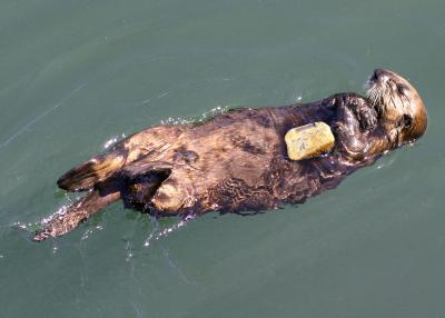 Monterey otter 2.jpg