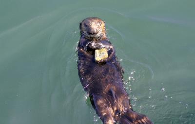 Monterey otter 3.jpg