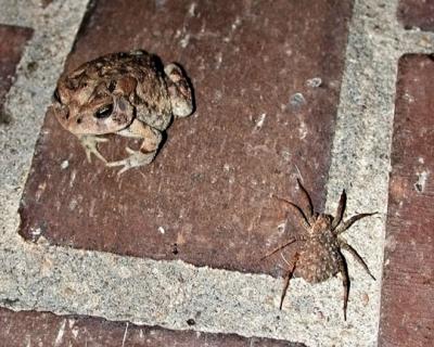 Toad and the Spider.jpg