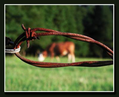 Cattle fence.jpg