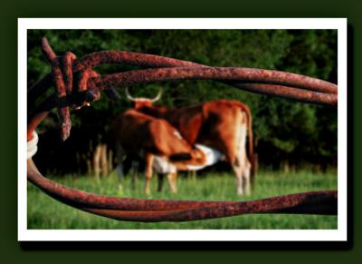 Cattle wire 3.jpg