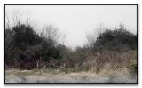 Deer at Paynes Prairie