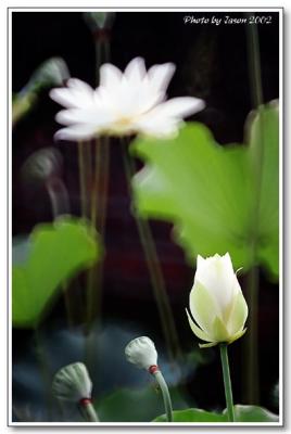 lotus-010.jpg