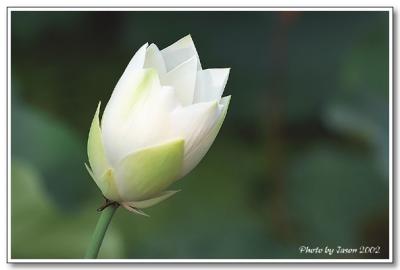 lotus-021.jpg