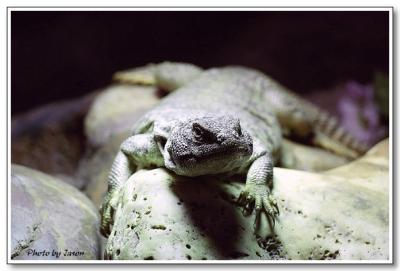 reptile-01.jpg