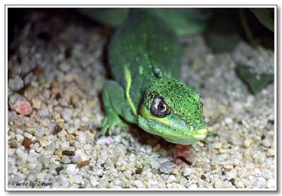 reptile-02.jpg
