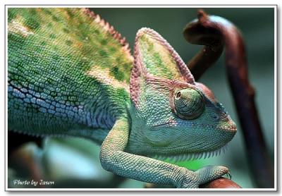 reptile-03.jpg