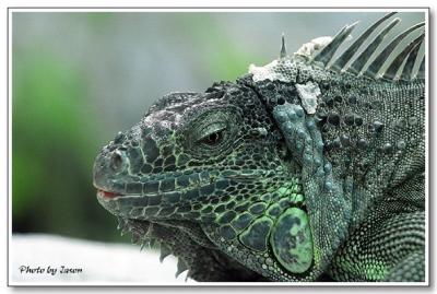 reptile-04.jpg
