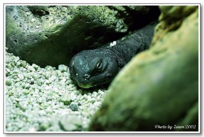 reptile-07.jpg