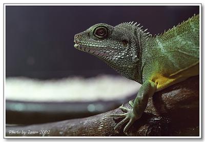 reptile-08.jpg