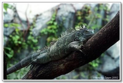 reptile-10.jpg