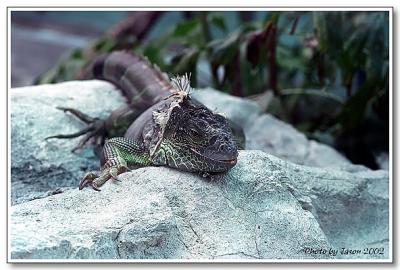 reptile-11.jpg