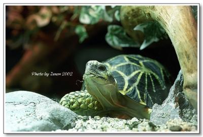 reptile-12.jpg