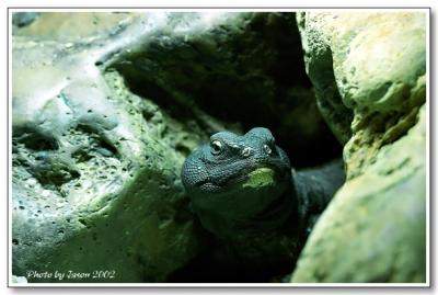 reptile-13.jpg
