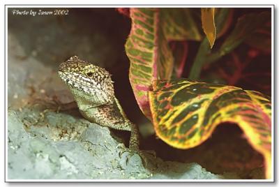 reptile-14.jpg