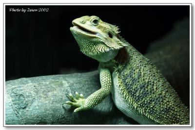 reptile-15.jpg
