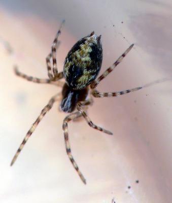 tiny spider.jpg