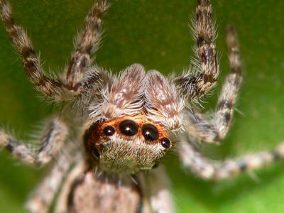 close up of the eyes of the spider.jpg
