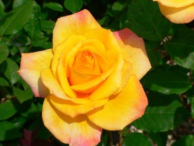 yellow rose 2.jpg