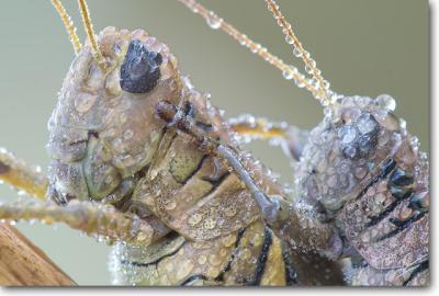 Differential Grasshopper pair