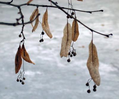 Winter Leaves.jpg