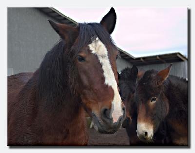 IE6G9413horse&.jpg