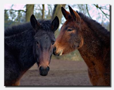 IE6G9417mules.jpg