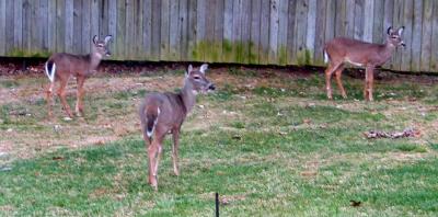 Deer In Yard