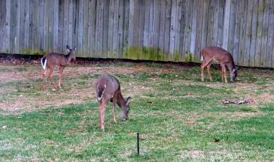 Same Deer In Yard