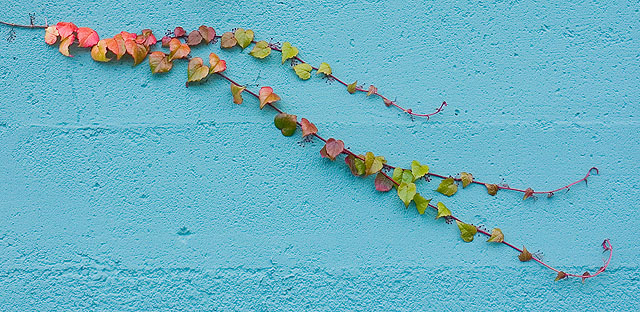 Wall and Vine