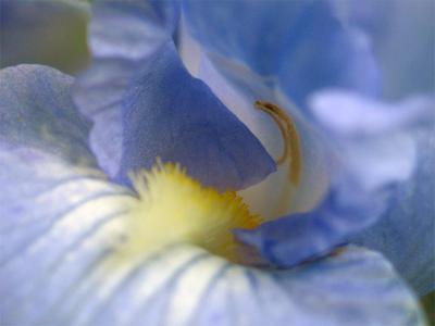 Blue iris detail