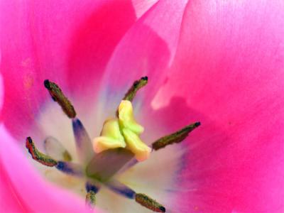Pink tulip macro