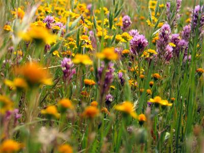 Owl's clover and goldfield