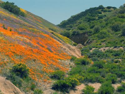 Splashes of orange and purple paint the hillsides
