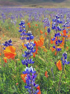 Lupines and Poppies