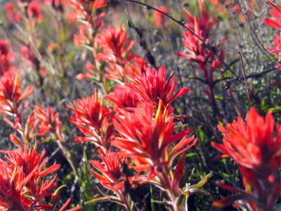 Red Indian Paintbrush