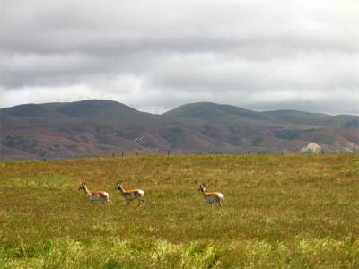 Pronghorn antelope on the carrizo plain