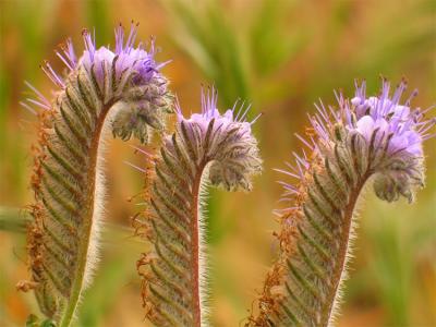 Lacey Phacelia