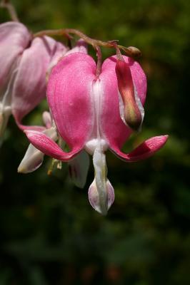 Flowers II