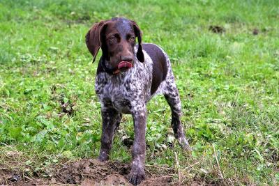 GSP Puppy