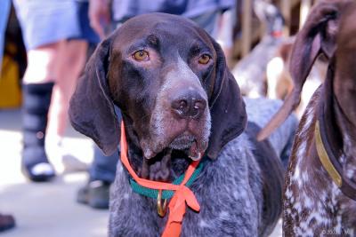 Mid Atlantic German Shorthaired Pointer Rescue Reunion