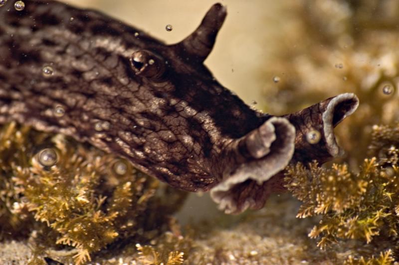 Sea Slug
