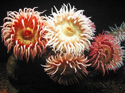 Colorful Giant Anemones