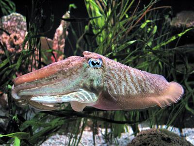 Cuttlefish