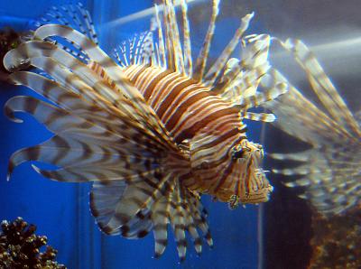 Lionfish