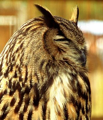 hooter