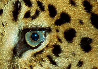 eye of leopard