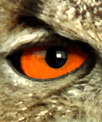 eye of owl with a little ps