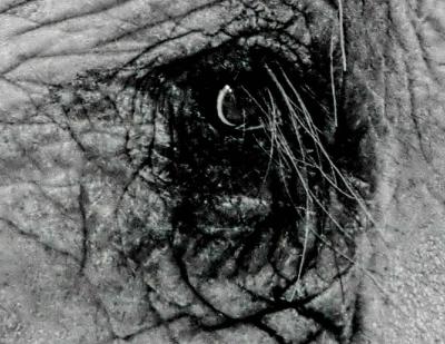 pacheyederm